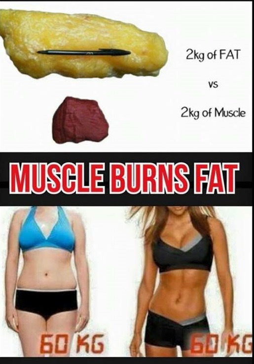 graisse-muscle